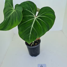 Load image into Gallery viewer, #4 Philodendron Gloriosum
