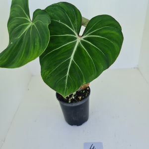 #4 Philodendron Gloriosum