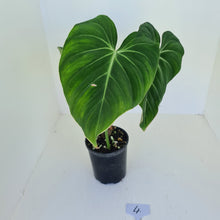 Load image into Gallery viewer, #4 Philodendron Gloriosum