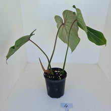 Load image into Gallery viewer, #4 Philodendron Gloriosum