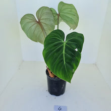 Load image into Gallery viewer, #4 Philodendron Gloriosum