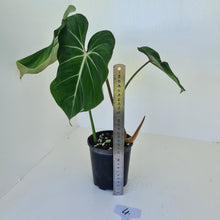 Load image into Gallery viewer, #4 Philodendron Gloriosum