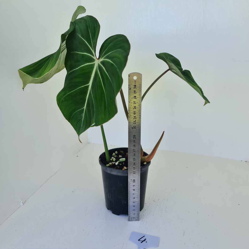 #4 Philodendron Gloriosum
