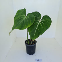 Load image into Gallery viewer, #4 Philodendron Gloriosum