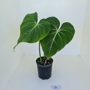 #4 Philodendron Gloriosum