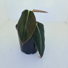 Load image into Gallery viewer, Philodendron Gigas - Tip cutting / some roots