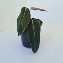 Load image into Gallery viewer, Philodendron Gigas - Tip cutting / some roots