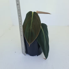 Load image into Gallery viewer, Philodendron Gigas - Tip cutting / some roots