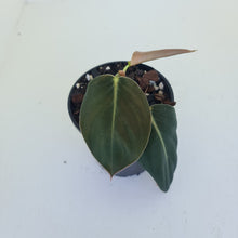 Load image into Gallery viewer, Philodendron Gigas - Tip cutting / some roots