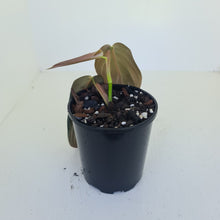 Load image into Gallery viewer, Philodendron Gigas - Tip cutting / some roots