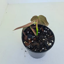 Load image into Gallery viewer, Philodendron Gigas - Tip cutting / some roots