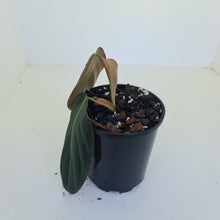 Load image into Gallery viewer, Philodendron Gigas - Tip cutting / some roots