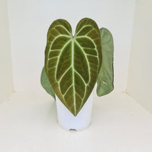 Load image into Gallery viewer, Large Anthurium Crystallinum Hybrid