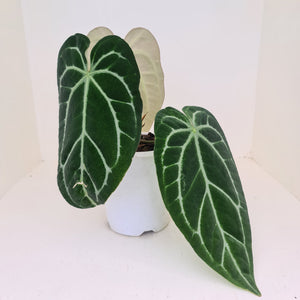 Large Anthurium Crystallinum Hybrid