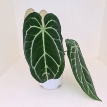 Load image into Gallery viewer, Large Anthurium Crystallinum Hybrid