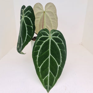 Large Anthurium Crystallinum Hybrid