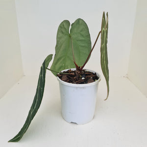 Large Anthurium Crystallinum Hybrid