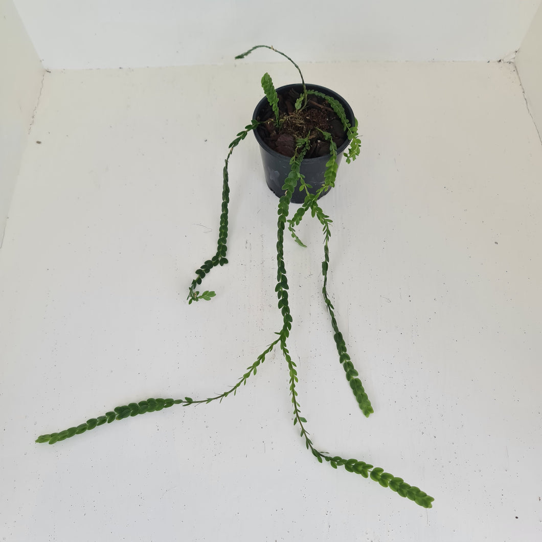 Huperzia Nummularifolia - New Guinea Flat Tassel