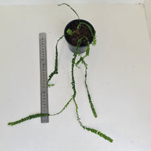 Load image into Gallery viewer, Huperzia Nummularifolia - New Guinea Flat Tassel