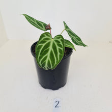 Load image into Gallery viewer, #2 Anthurium Magnificum - Seedling