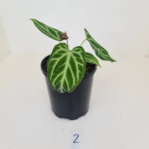 #2 Anthurium Magnificum - Seedling