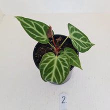 Load image into Gallery viewer, #2 Anthurium Magnificum - Seedling