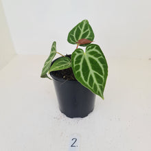Load image into Gallery viewer, #2 Anthurium Magnificum - Seedling