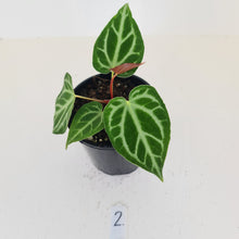 Load image into Gallery viewer, #2 Anthurium Magnificum - Seedling