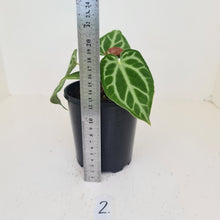 Load image into Gallery viewer, #2 Anthurium Magnificum - Seedling
