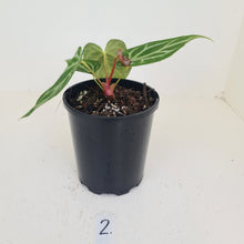 Load image into Gallery viewer, #2 Anthurium Magnificum - Seedling