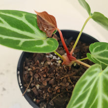 Load image into Gallery viewer, #2 Anthurium Magnificum - Seedling