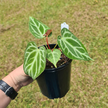 Load image into Gallery viewer, #2 Anthurium Magnificum - Seedling