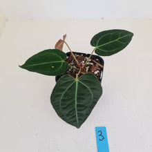 Load image into Gallery viewer, #3 Anthurium Papillilaminum Hybrid x - (Complex hybrid)
