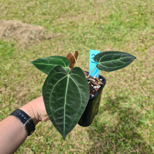 Load image into Gallery viewer, #3 Anthurium Papillilaminum Hybrid x - (Complex hybrid)
