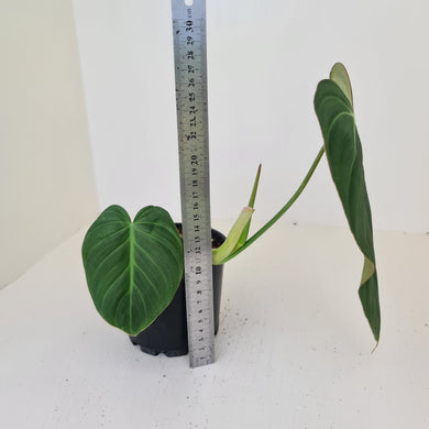 Philodendron Glorious (Melanochrysum x Gloriosum)