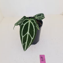 Load image into Gallery viewer, #1 Anthurium Crystallinum Hybrid