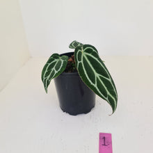 Load image into Gallery viewer, #1 Anthurium Crystallinum Hybrid