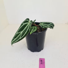 Load image into Gallery viewer, #1 Anthurium Crystallinum Hybrid