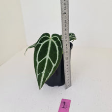 Load image into Gallery viewer, #1 Anthurium Crystallinum Hybrid