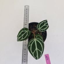 Load image into Gallery viewer, #1 Anthurium Crystallinum Hybrid