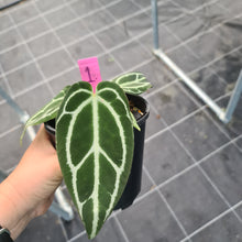 Load image into Gallery viewer, #1 Anthurium Crystallinum Hybrid