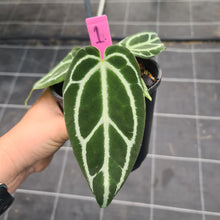 Load image into Gallery viewer, #1 Anthurium Crystallinum Hybrid