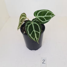 Load image into Gallery viewer, #2 Anthurium Crystallinum Hybrid