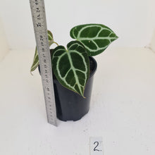 Load image into Gallery viewer, #2 Anthurium Crystallinum Hybrid