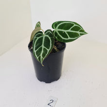 Load image into Gallery viewer, #2 Anthurium Crystallinum Hybrid