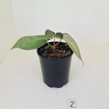 Load image into Gallery viewer, #2 Anthurium Crystallinum Hybrid