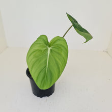 Load image into Gallery viewer, Philodendron Pastazanum or Dean McDowell? - Rooted tip cutting