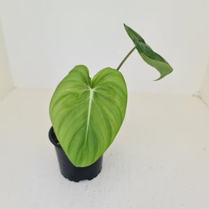 Philodendron Pastazanum or Dean McDowell? - Rooted tip cutting