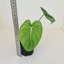 Load image into Gallery viewer, Philodendron Pastazanum or Dean McDowell? - Rooted tip cutting