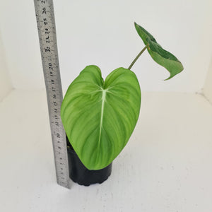 Philodendron Pastazanum or Dean McDowell? - Rooted tip cutting